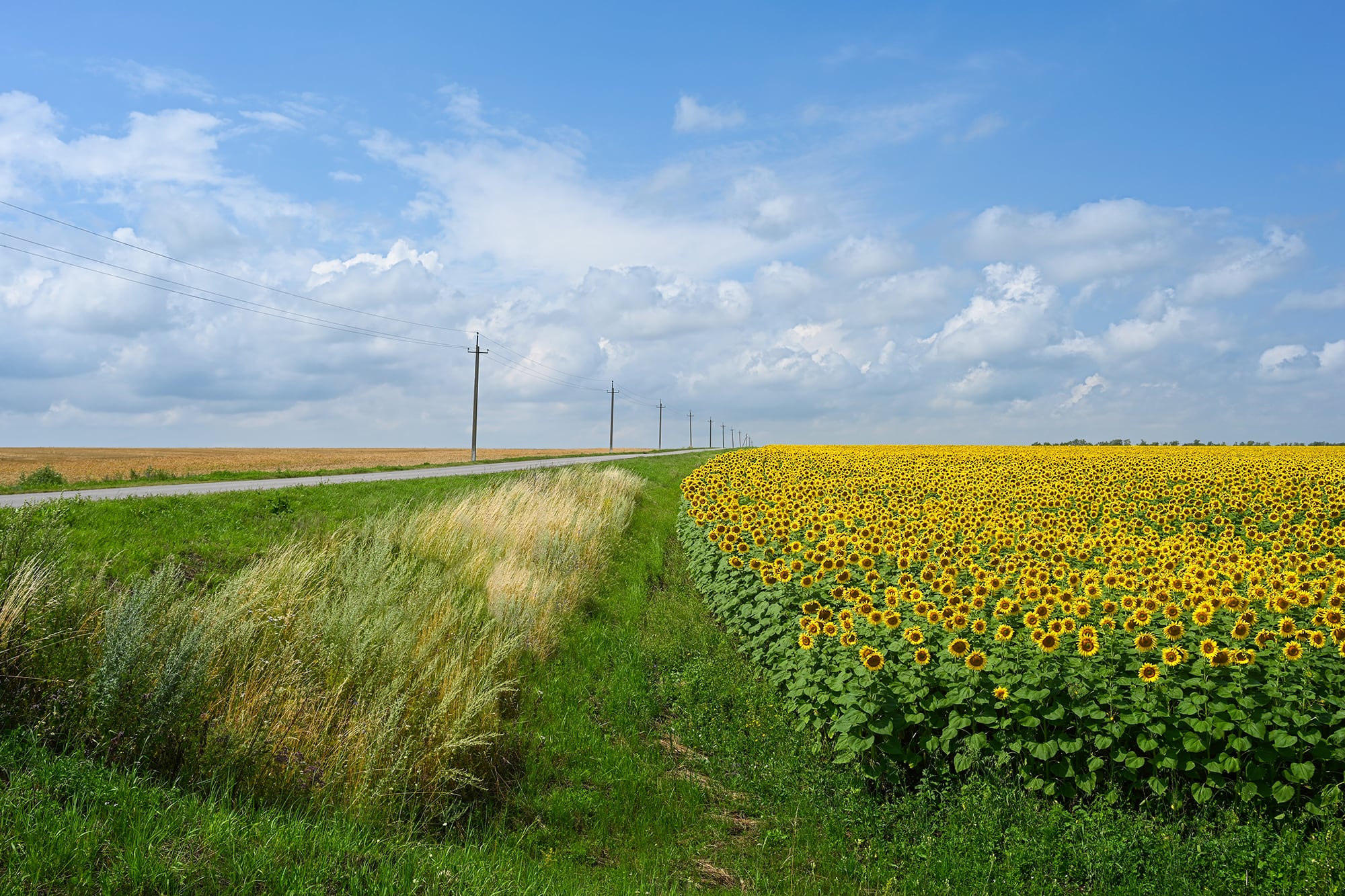 El decreto también alcanza a los derivados del girasol, aunque no elimina sus derechos de exportación