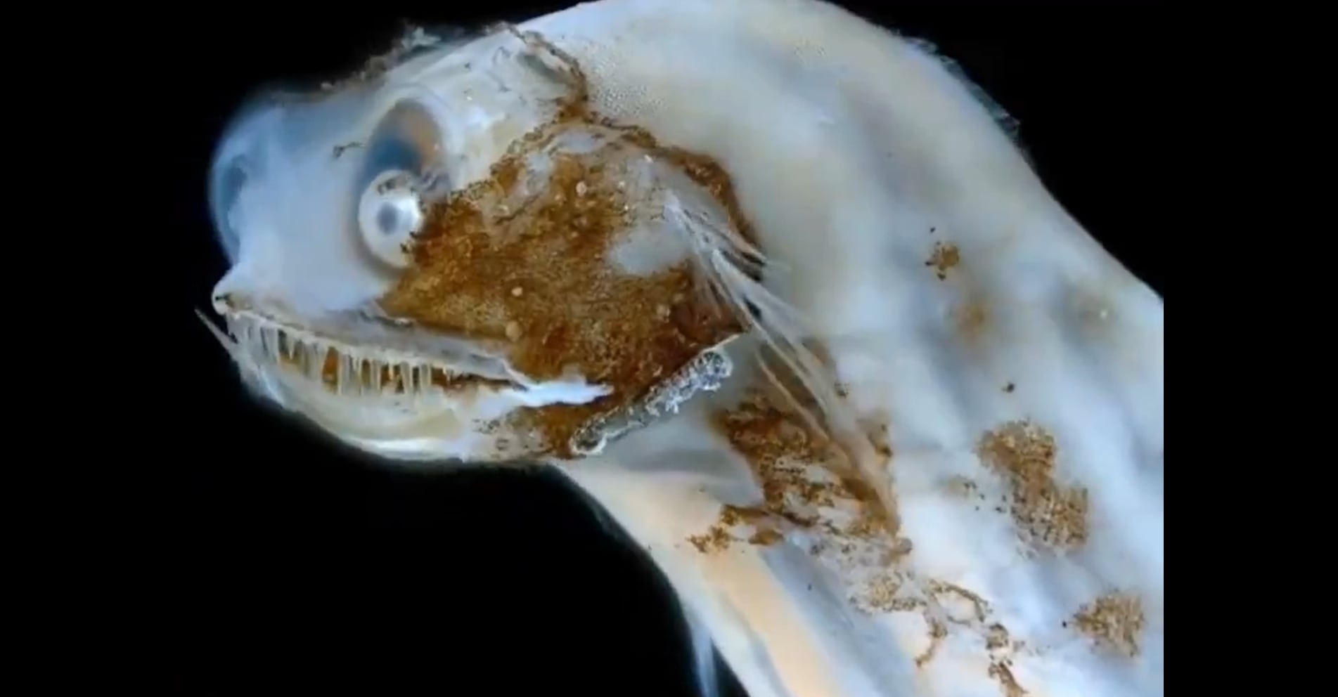 Los peces de la familia Giganturidae, comúnmente llamados peces bocones, son una curiosa y poco conocida familia de criaturas que habitan en aguas profundas de todos los océanos (Foto: Captura X @EsTendenciaEnX)