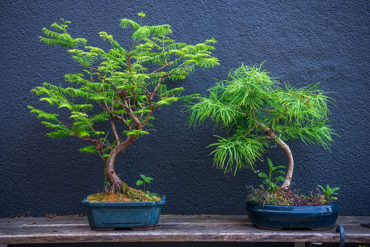 Como cultivar um bonsai do zero para que ele cresça o suficiente