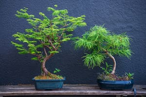 4 diseños de bonsái para enamorarse de la miniatura