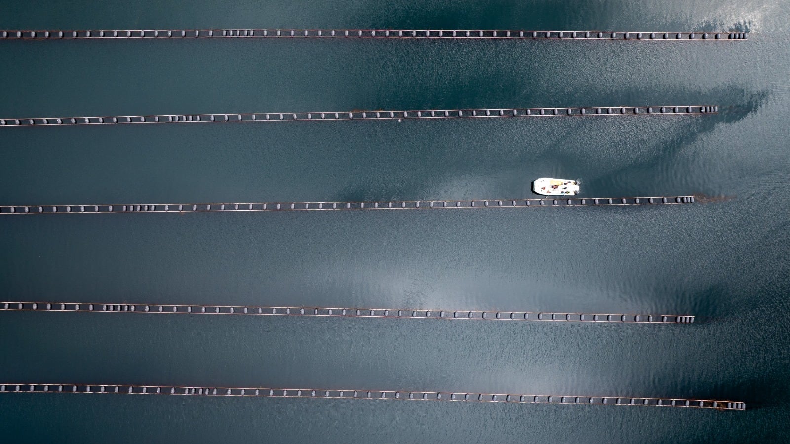 Sistema cultivo de mejillones en Tierra del Fuego