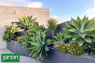 Cuál es la planta perfecta para principiantes y da un estilo sofisticado al jardín