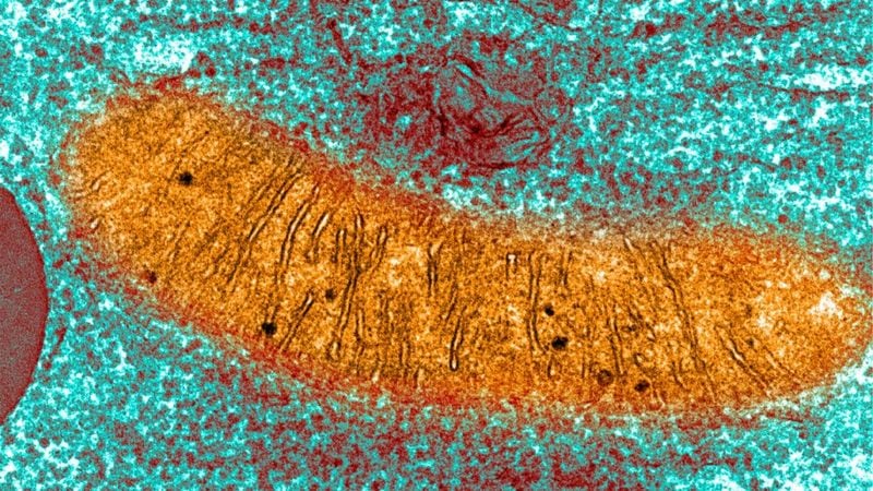 Las mitocondrias se encuentran en el interior de la mayor parte de las células humanas y funcionan como mini centrales eléctricas que convierten el azúcar en energía y portan además su propio ADN