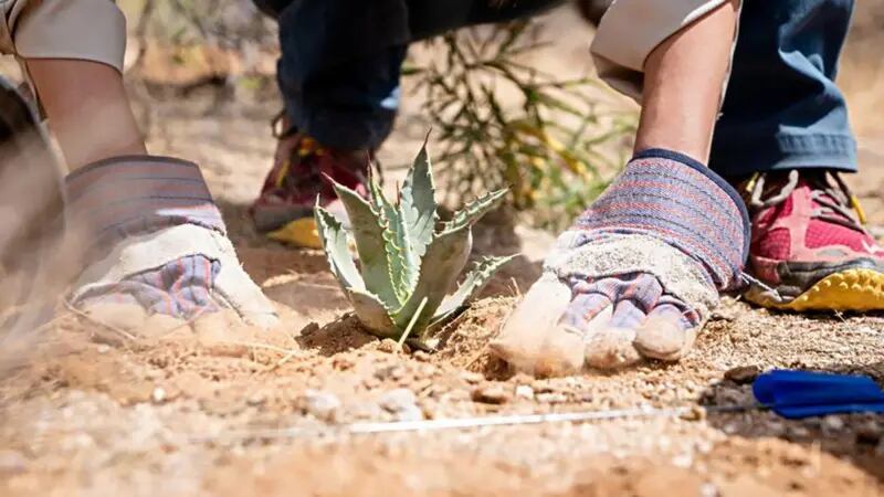 Gracias a los esfuerzos de conservación, las comunidades agrícolas están permitiendo que más plantas de agave maduren y florezcan