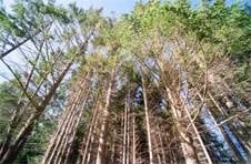 La forestación es una de las actividades más importantes del NEA