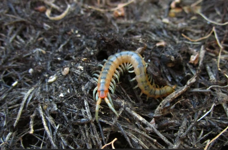 La presencia de ciempiés en el hogar puede estar relacionada con la existencia de otros pequeños insectos (Foto: Freepik)