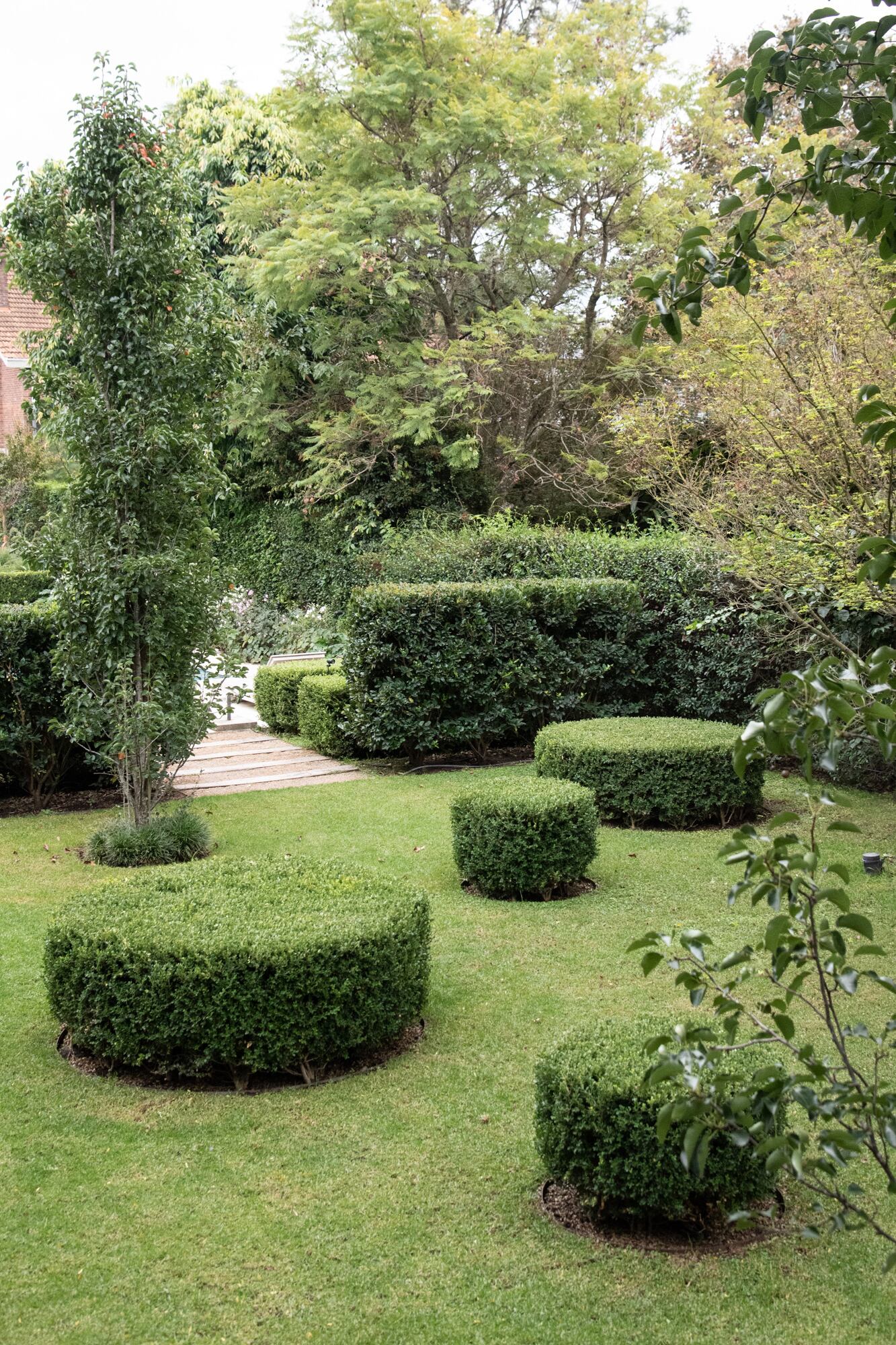 Buxus en topiario y rosales, combinación perfecta.