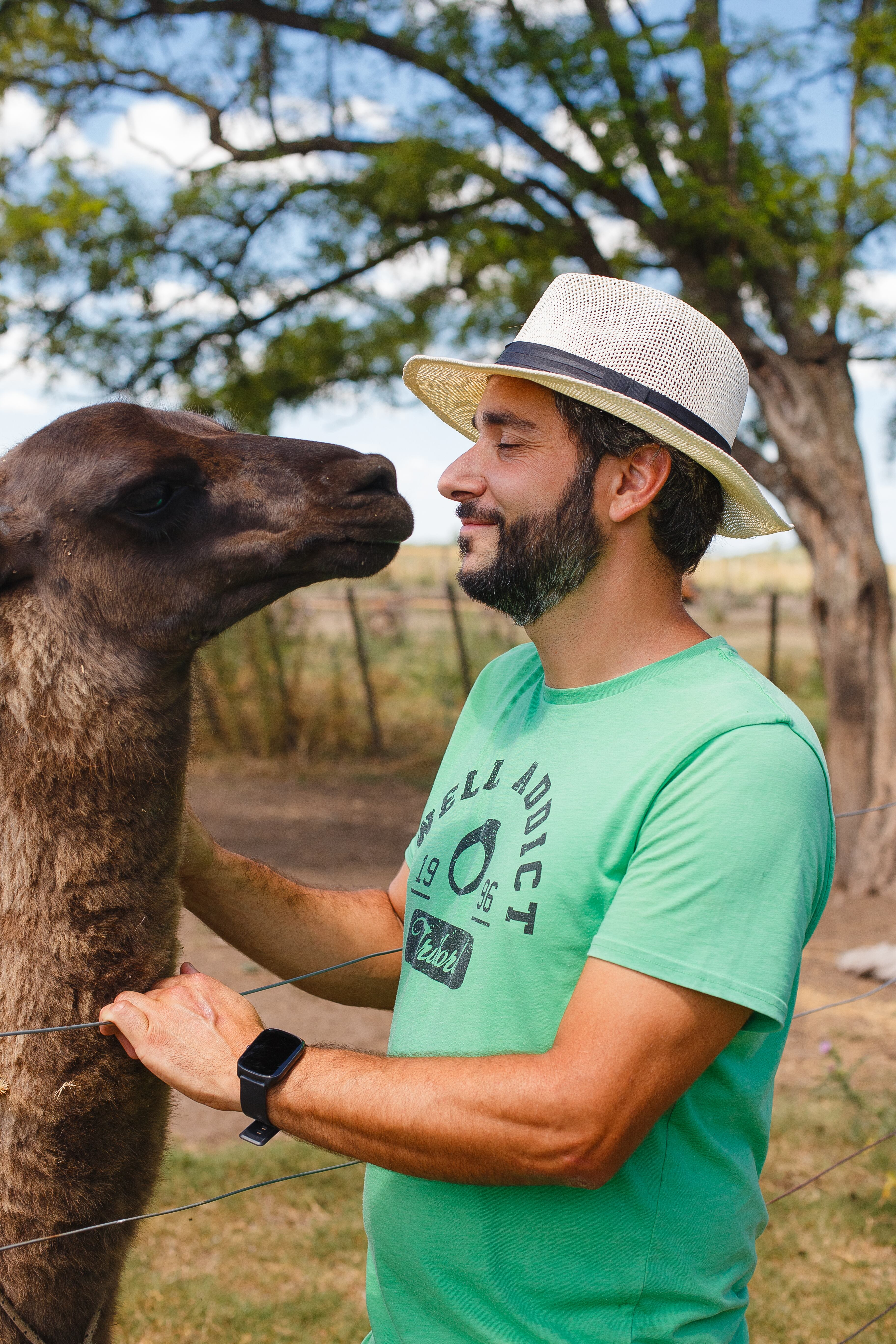 Una llama que forma parte de la fauna en Arroyo de Luna.