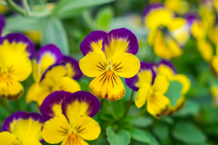 Es una de las flores que mejor tolera las bajas temperaturas sin perder su belleza (Foto: Freepik)