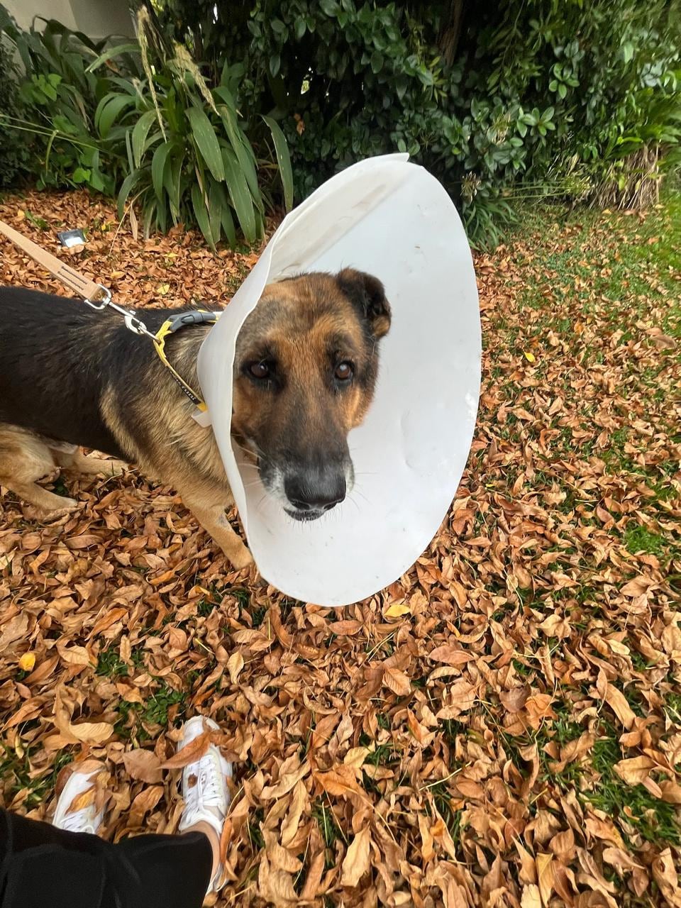 A Rodrigo se le realizó una cirugía en uno de sus oídos y también se castró.