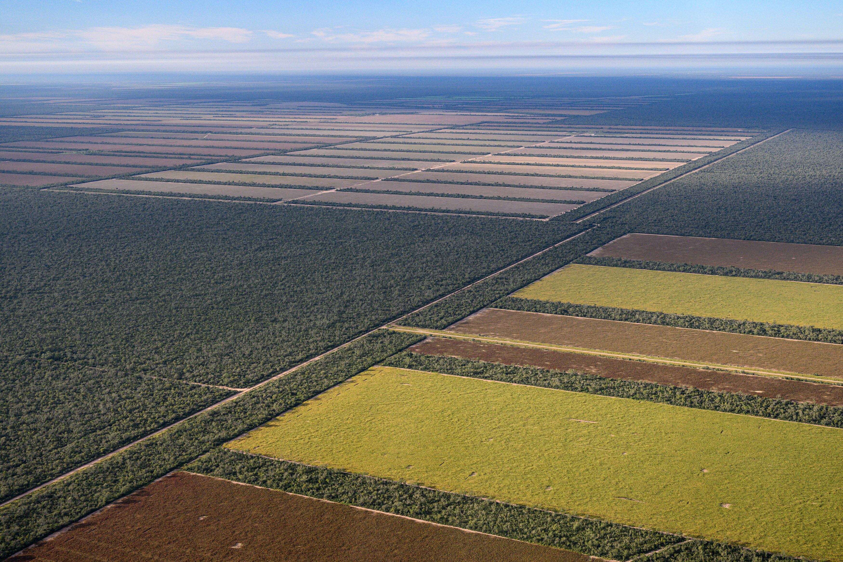 Donde antes había vegetación espesa, hoy se observan campos sembrados