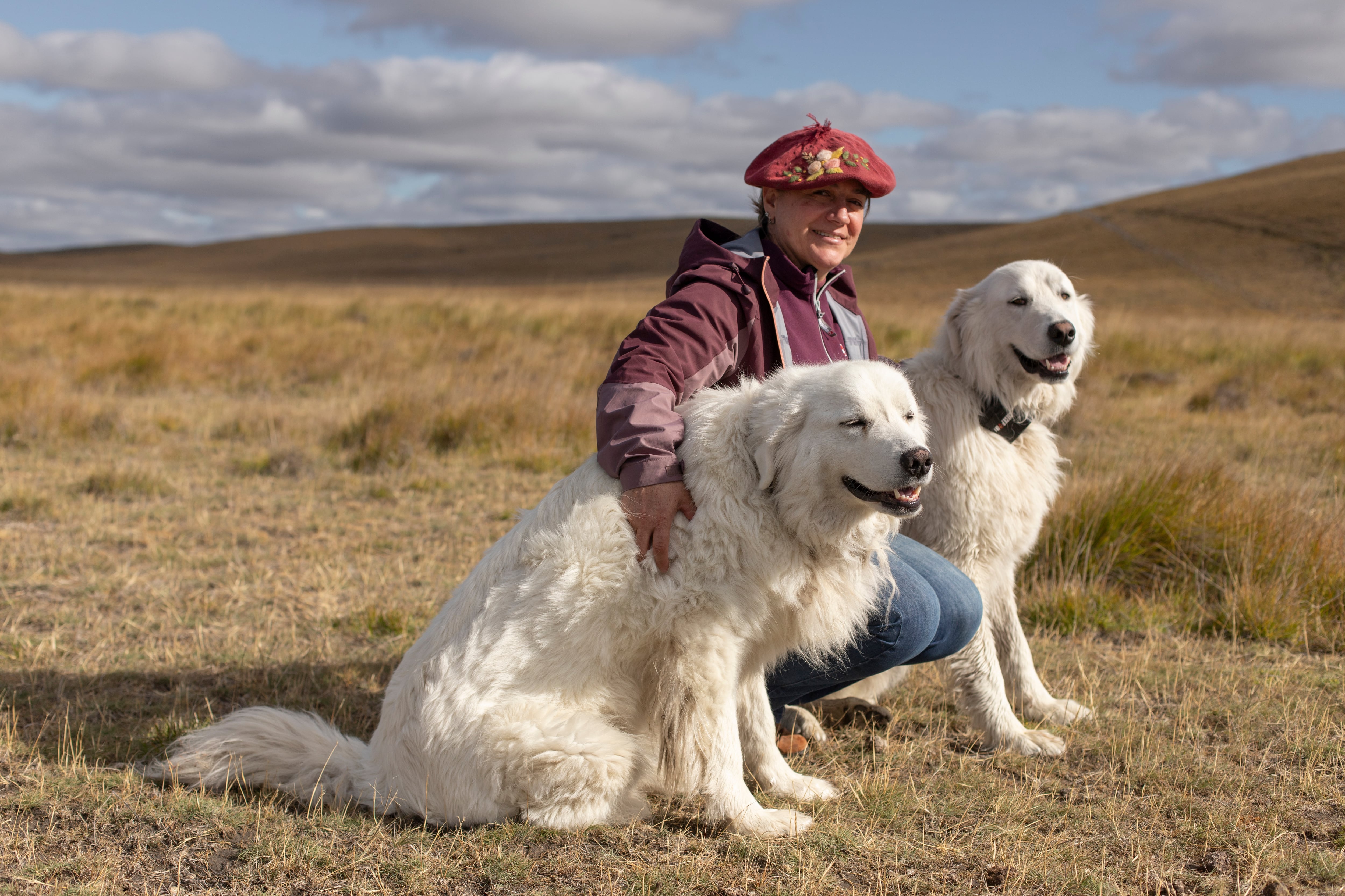 Carolina Fenton con sus perros de la raza maremma.