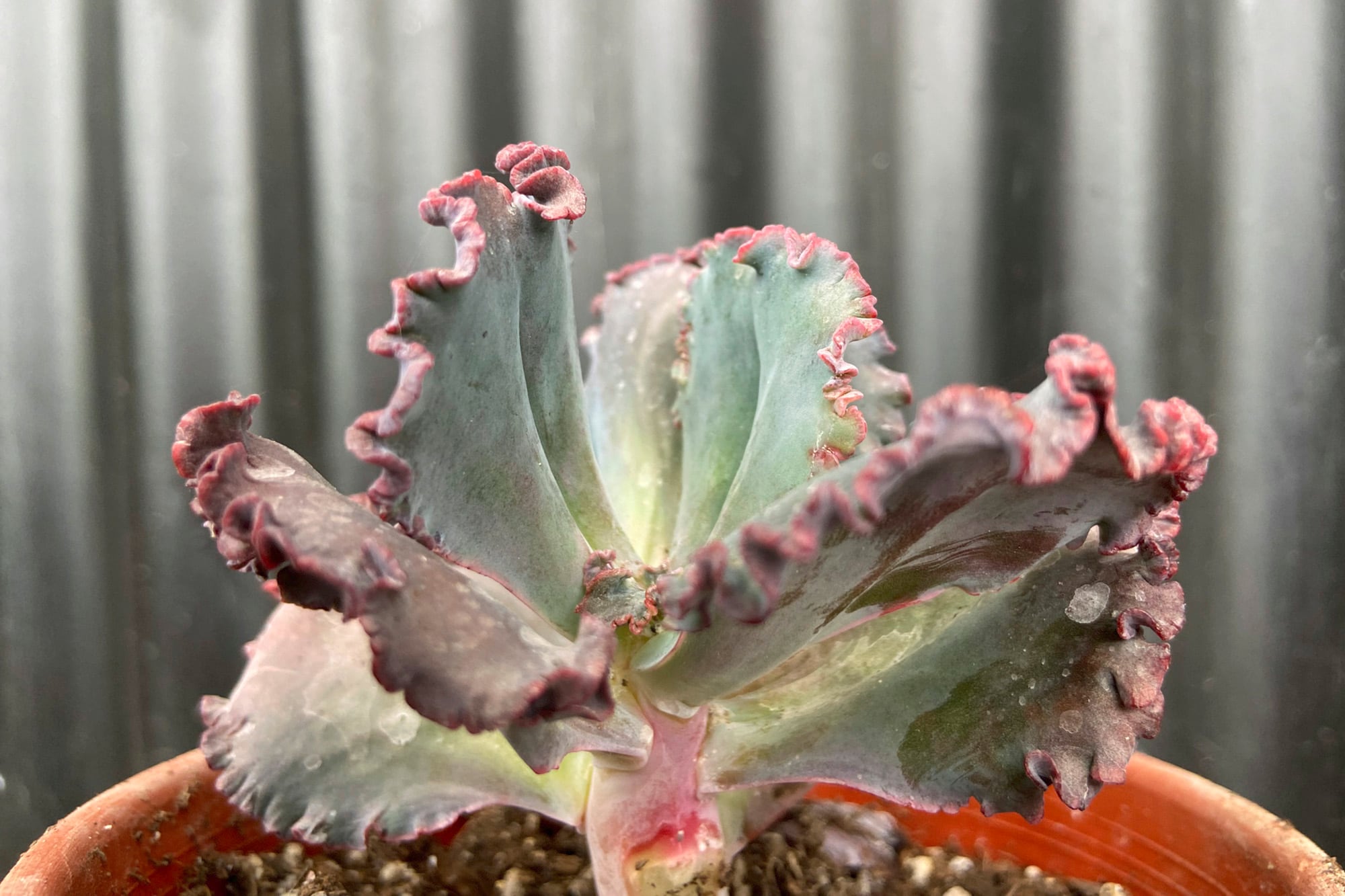 Echeveria etiolada, color diluido y se observan los entrenudos