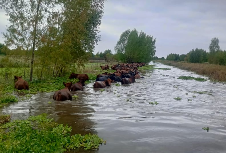 La posible llegada de un evento fuerte impulsa el traslado preventivo de rodeos