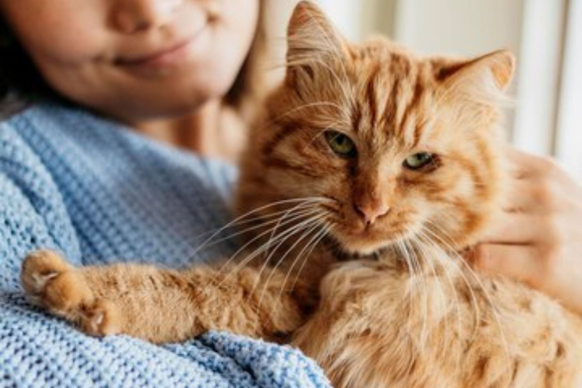 Los expertos revelan un gran misterio: los gatos siguen más a unas personas que otras