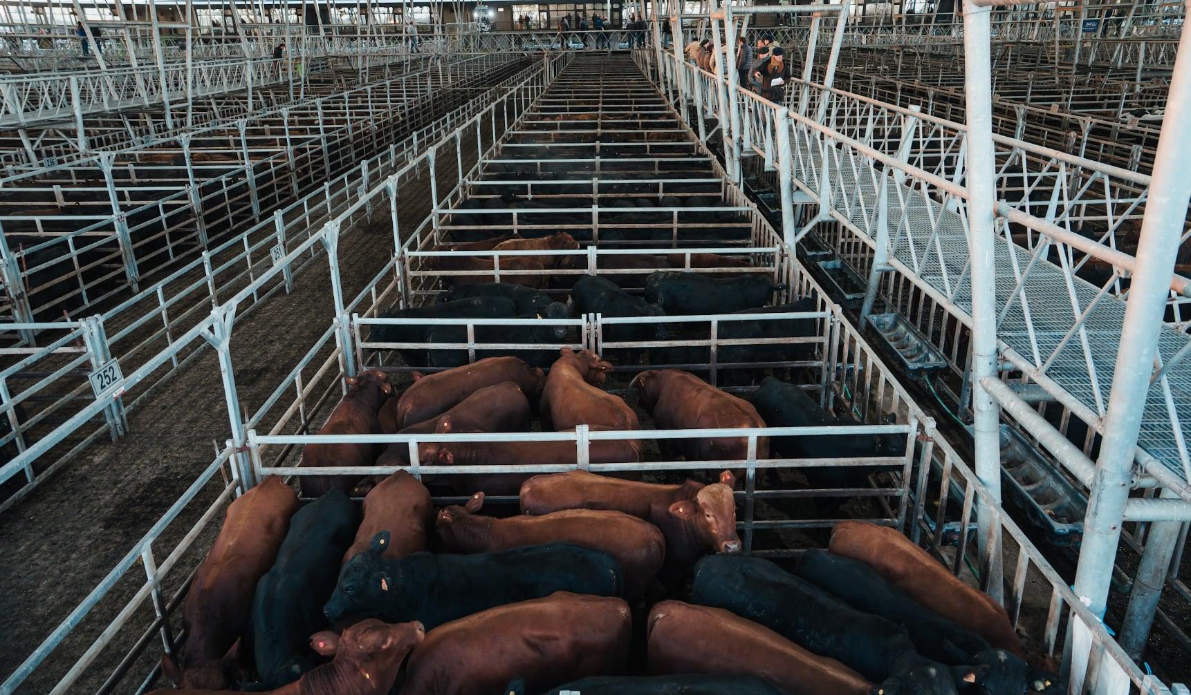 El detalle de venta fue 1189 novillos; 915 novillitos; 1123 vaquillonas; 1547 vacas; 388 conservas, y 171 toros