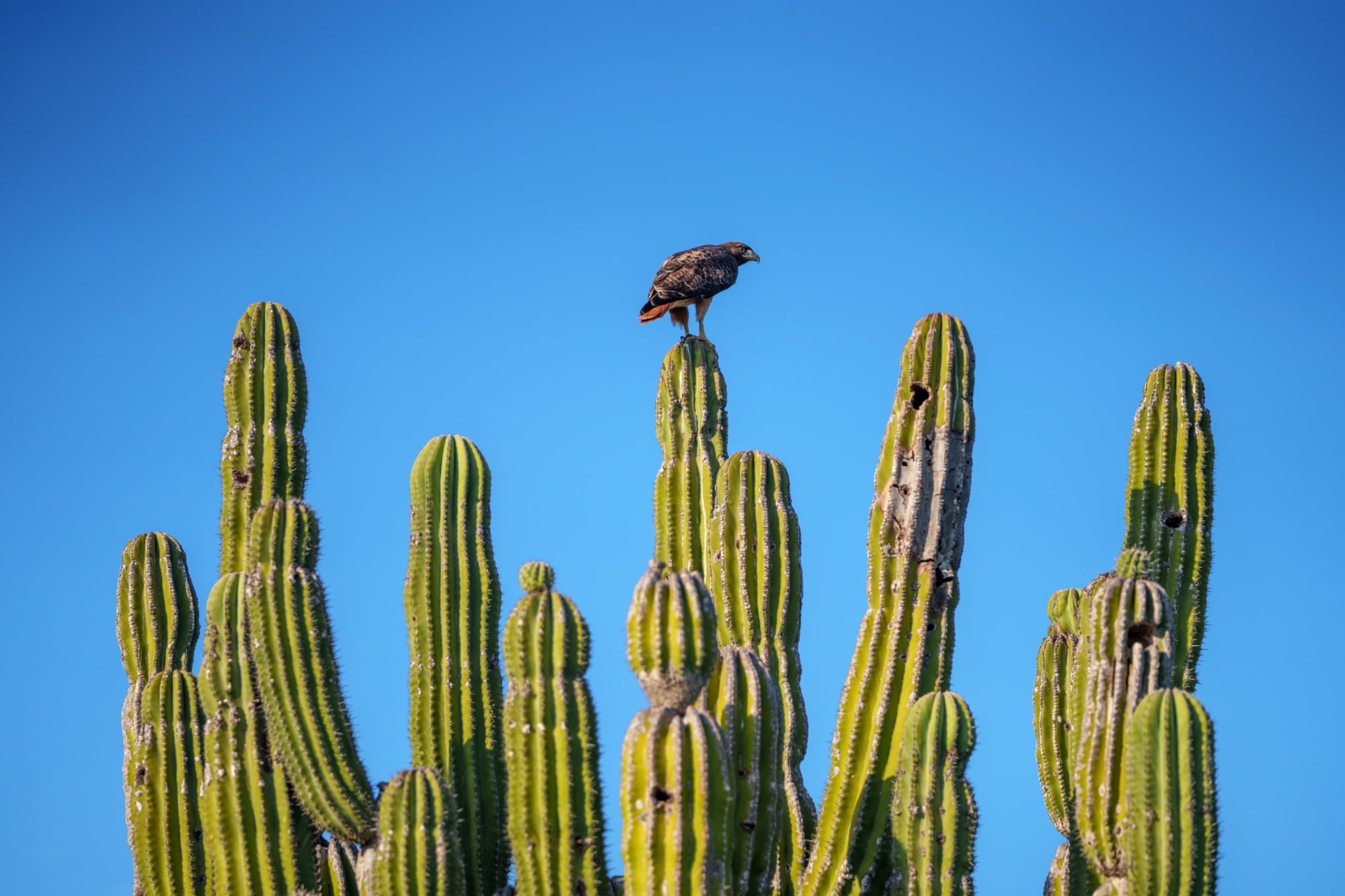 El cactus cardón puede crecer hasta 20 metros, tener 30 brazos y vivir 300 años; tienen agua en su cuerpo y sobreviven con eso durante la sequía