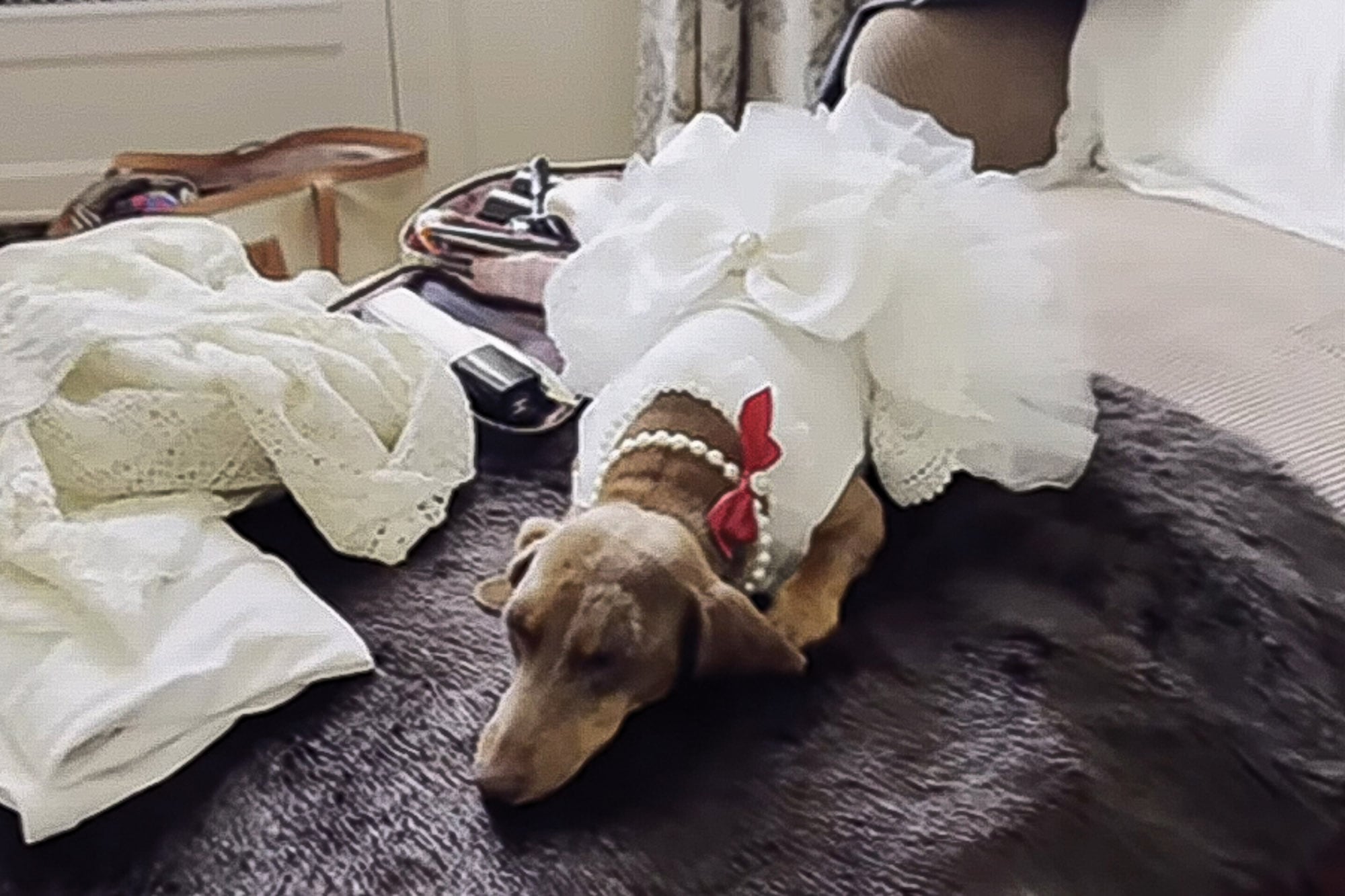 La perra, a la que también le pusieron un vestido blanco con falda
frufrú y collar de perlas, fue la encargada de llevar los anillos.
