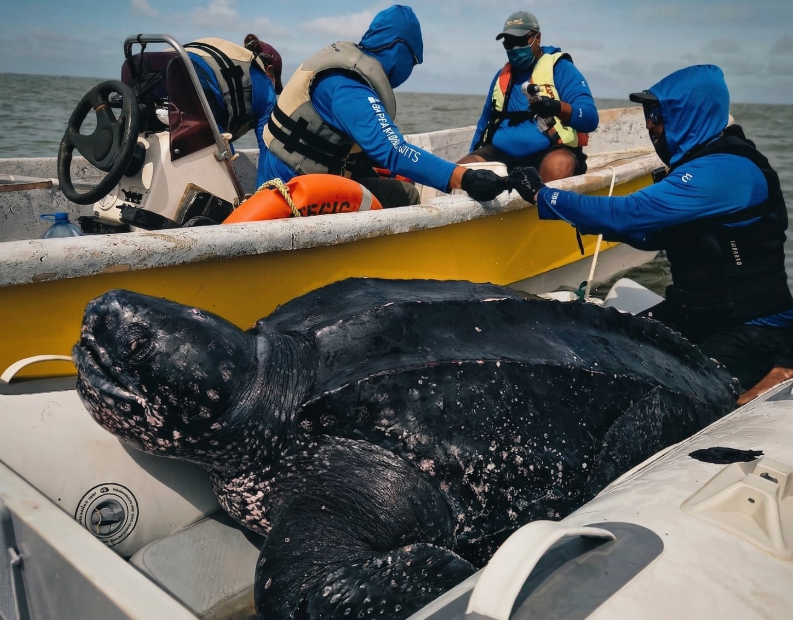 Un experimento inédito en el mar argentino comenzó a revelar el universo desconocido de la tortuga más grande del mundo