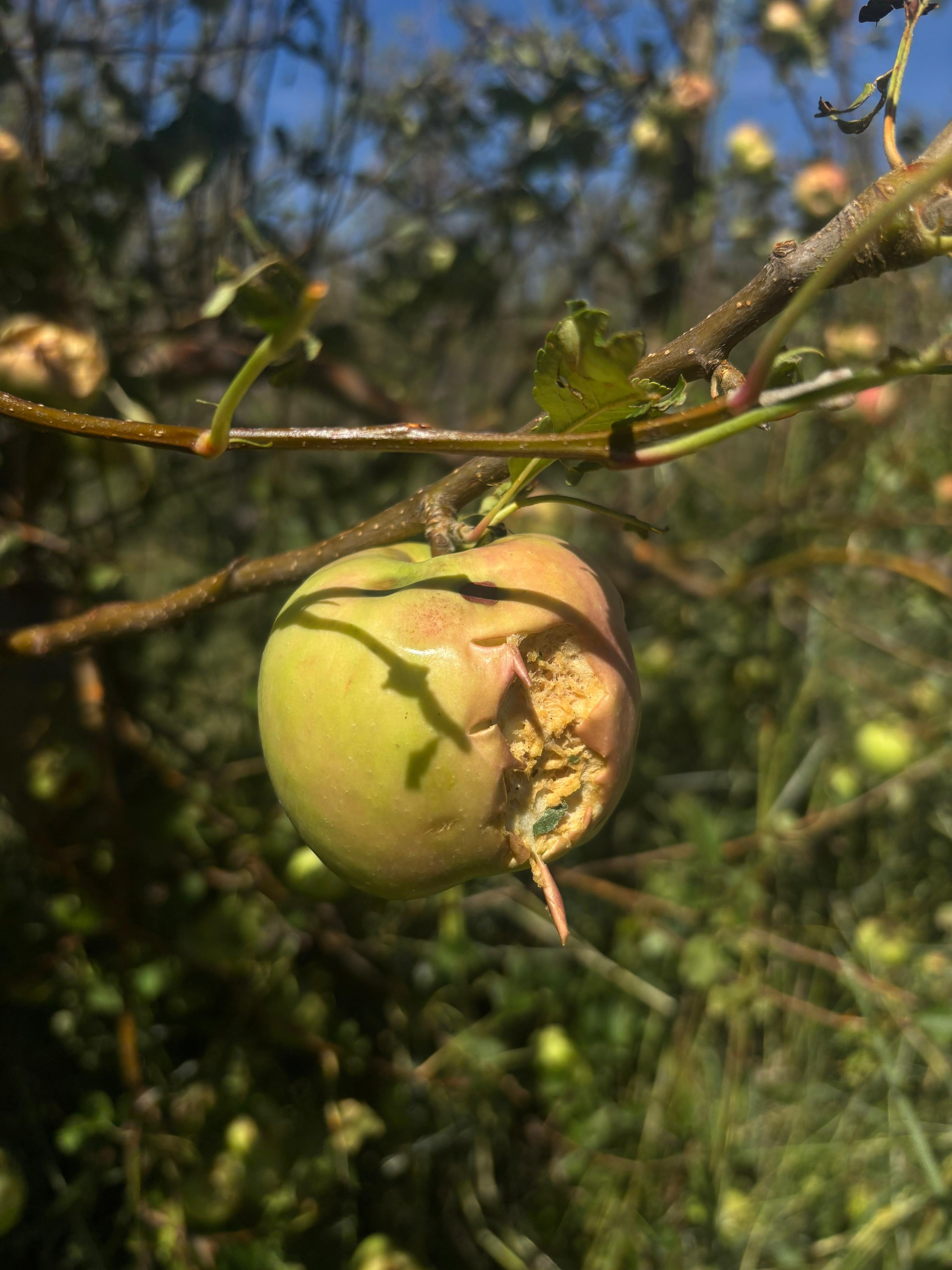 “Tuvo una fuerza descomunal”: una potente tormenta de granizo barrió una región productiva