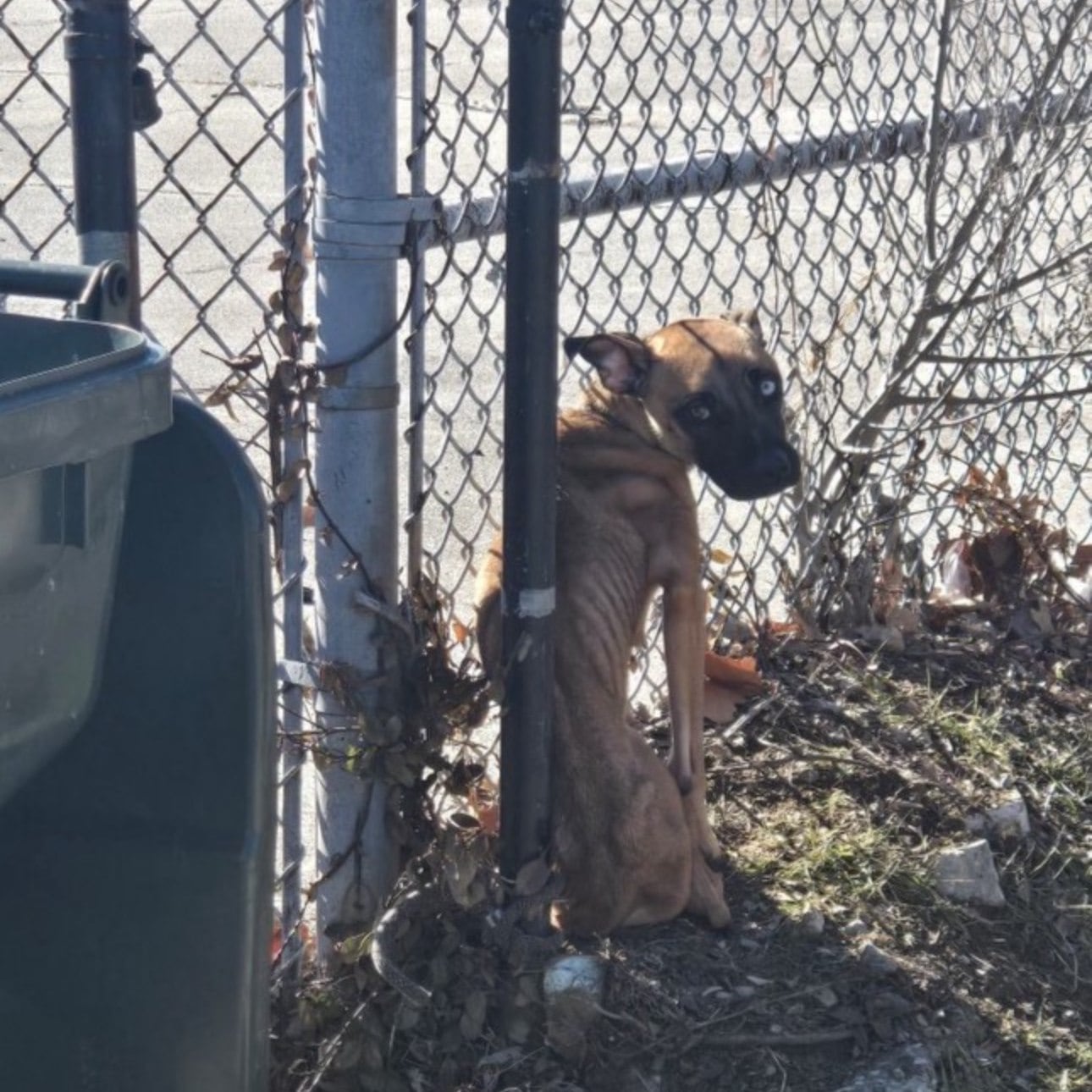 Atada a una reja en una escuela abandonada, la encontraron en un estado de salud crítico: “Fue un milagro que alguien la viera”