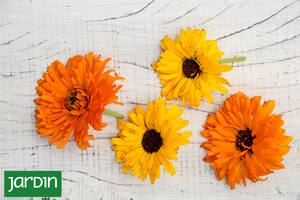 El secreto de los pétalos que hacen magia en la cocina y el botiquín