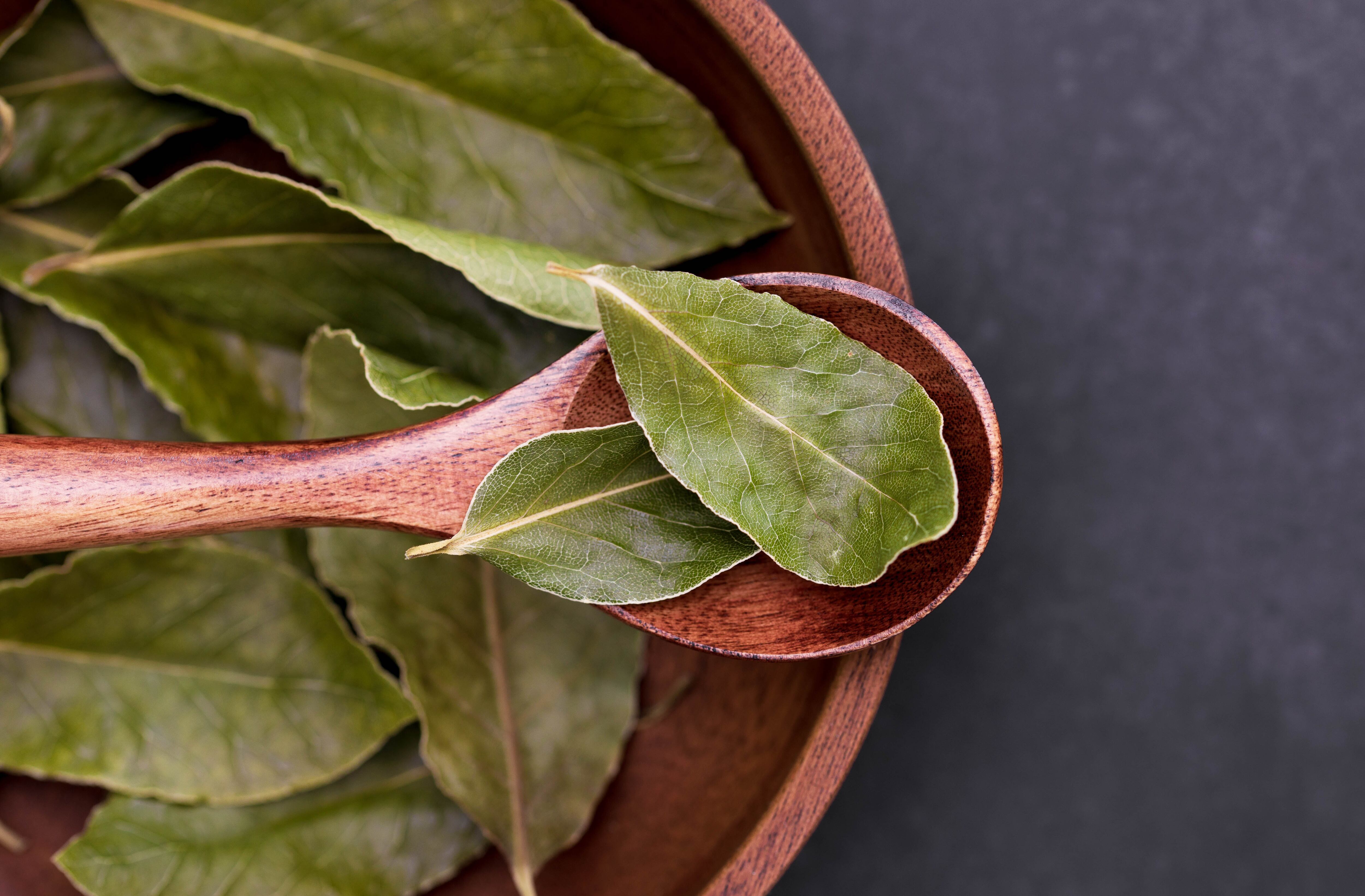 El laurel también ayuda al sistema respiratorio, contribuye a la expulsión de las mucosidades y tiene acciones bactericidas