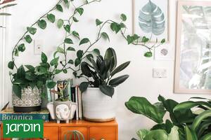 Animate a convertir el living en una jungla con estas especies gigantes