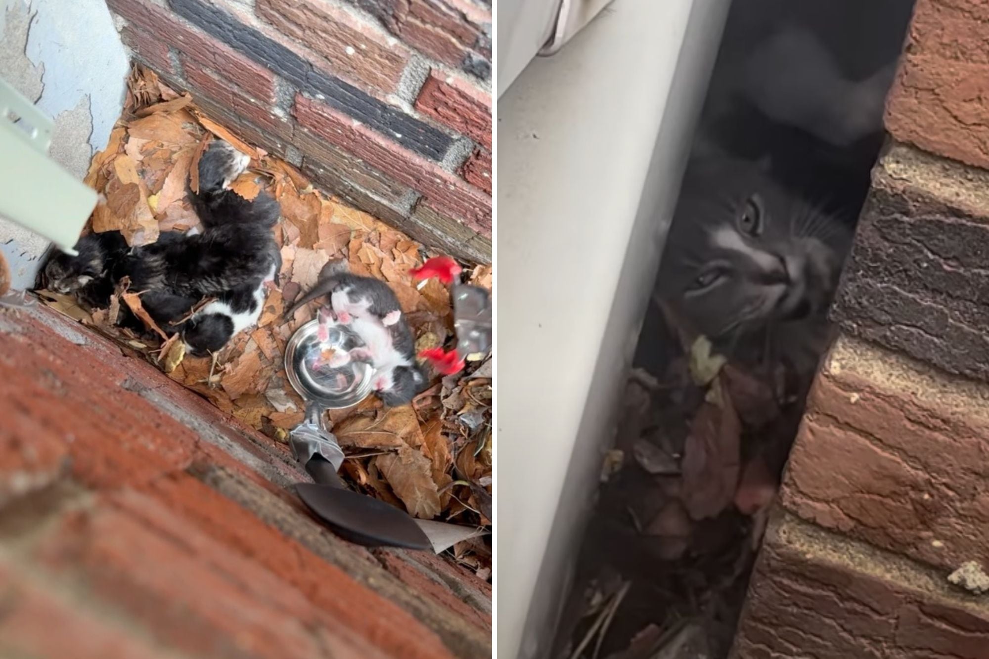 Seis gatitos nacieron en un pequeño hueco entre dos casas y un llamado de un vecino les salvó la vida: así fue el rescate