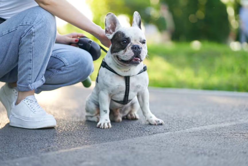 Una entrenadora canina propone un ejercicio de pocos minutos antes de salir a pasear (Foto: Freepik)