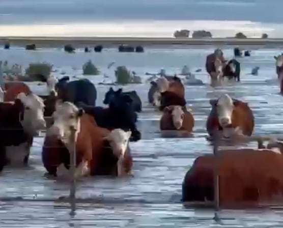 “Asusta”: cayeron hasta 200 mm en seis horas, una región bonaerense colapsó y temen otra supertormenta