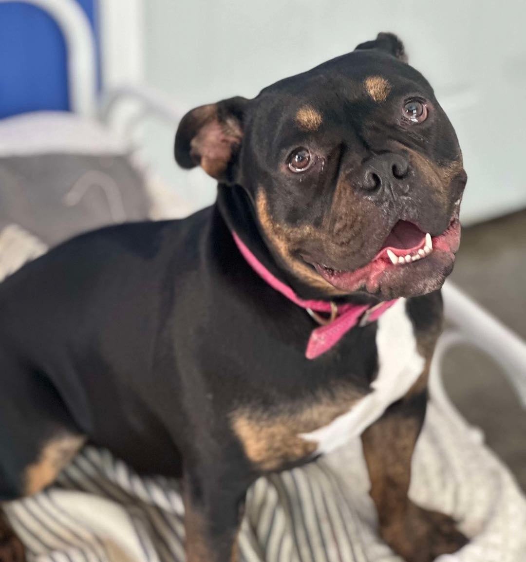 Blair recibió tratamiento para la demodexia, una afección cutánea muy común en cachorros.