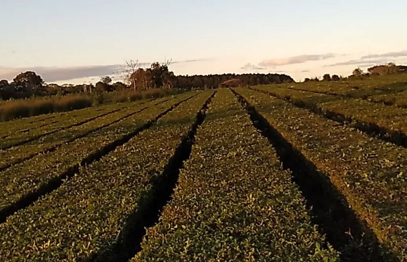 Otros tiempos para Klingbeil, acondicionando los teales
