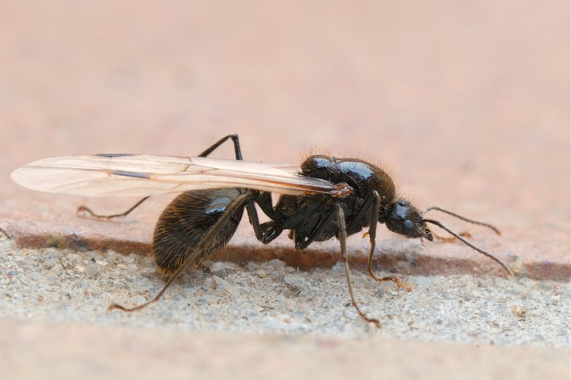 Hormigas con alas en jardines después de la lluvia causan preocupación entre expertos