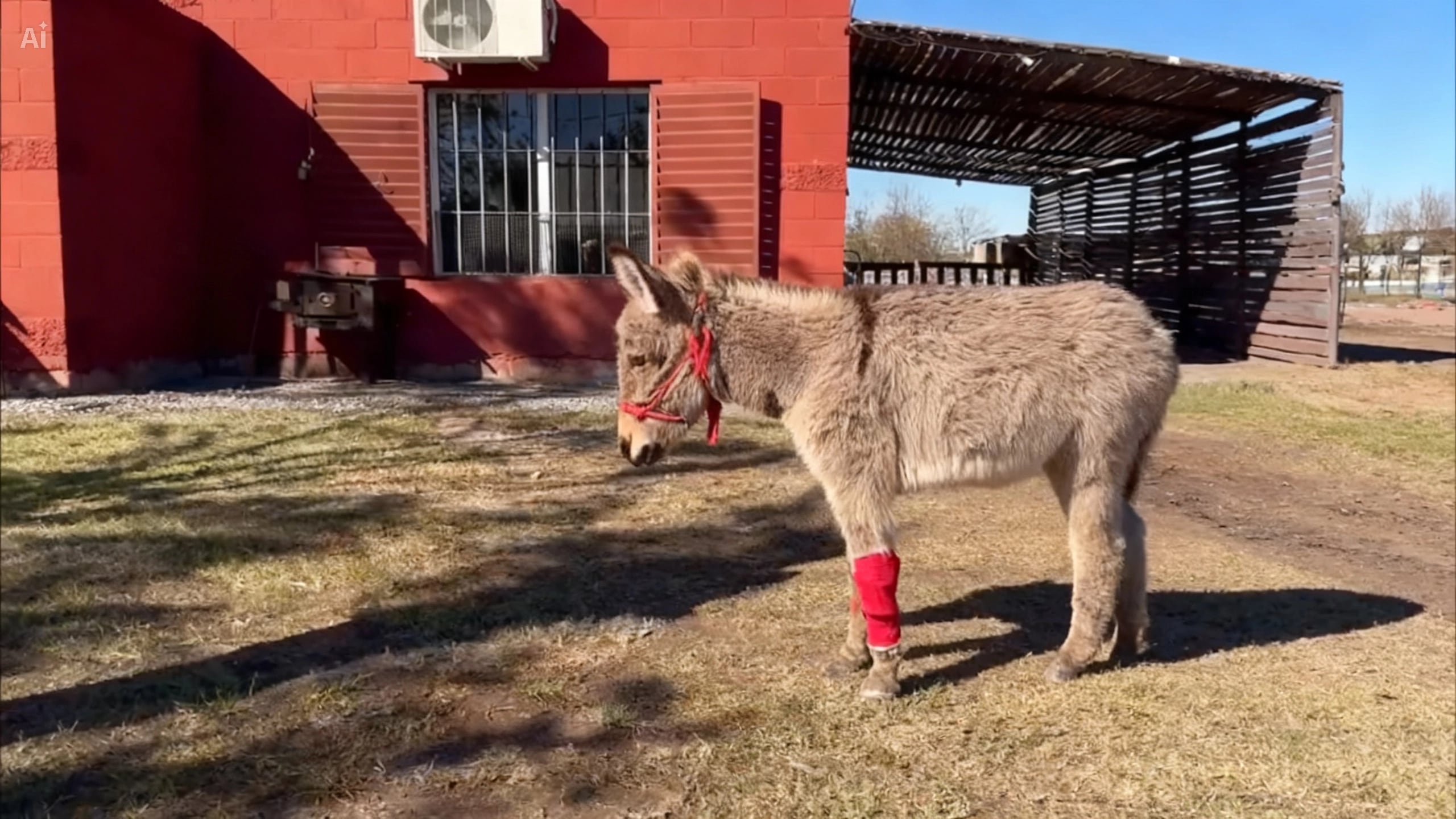 En un campo, con una pata lesionada y aislado del resto de los animales, esperaba un cruel final: “Era un bebé y tenía los días contados”