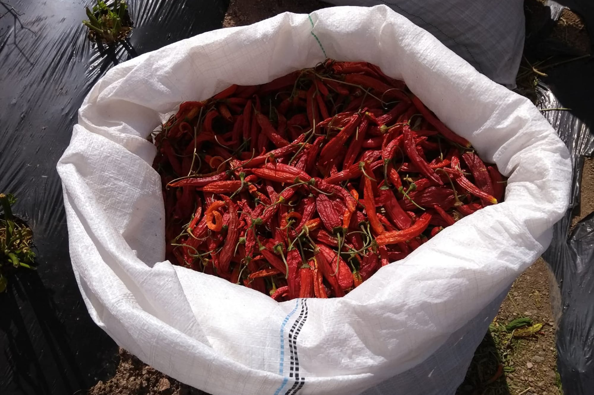 Los chiles, infaltables en la gastronomía mexicana