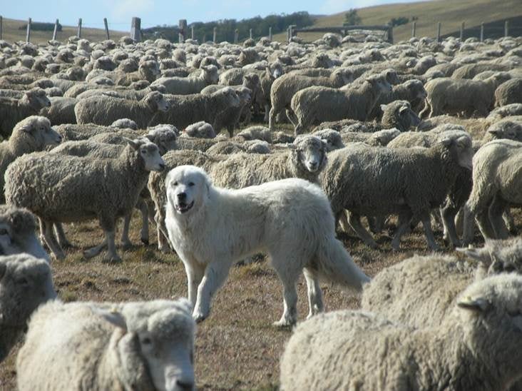 Los PPG cuidan los ovinos en la estancia Guazú Cue, Tierra del Fuego