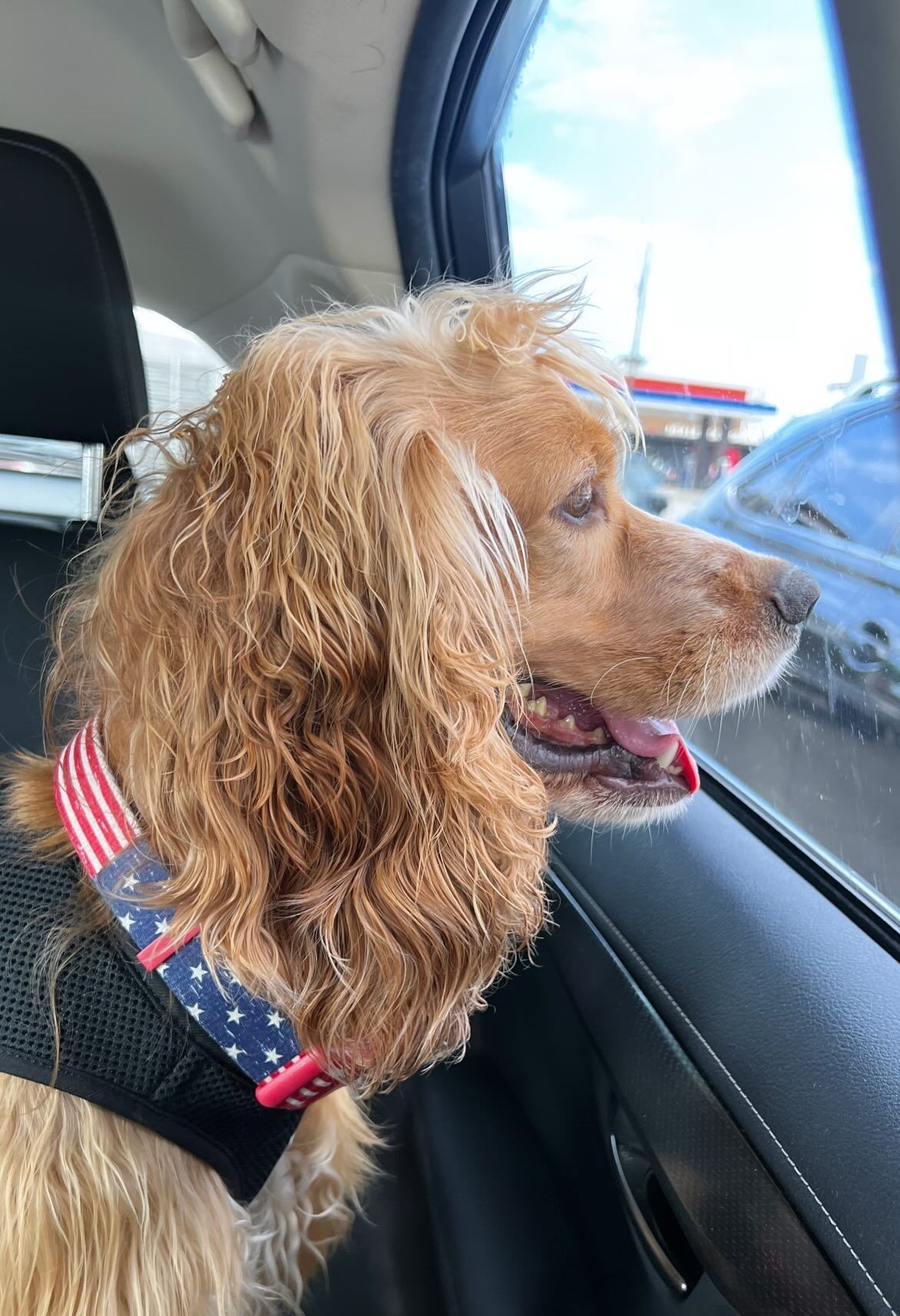 Benny había sido comprado de cachorro.