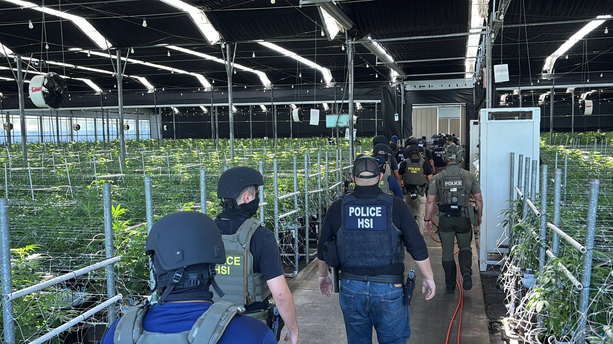 Una de las redadas más destacadas se realizó en una plantación de marihuana en el condado de Ventura, donde el ICE detuvo a decenas de trabajadores