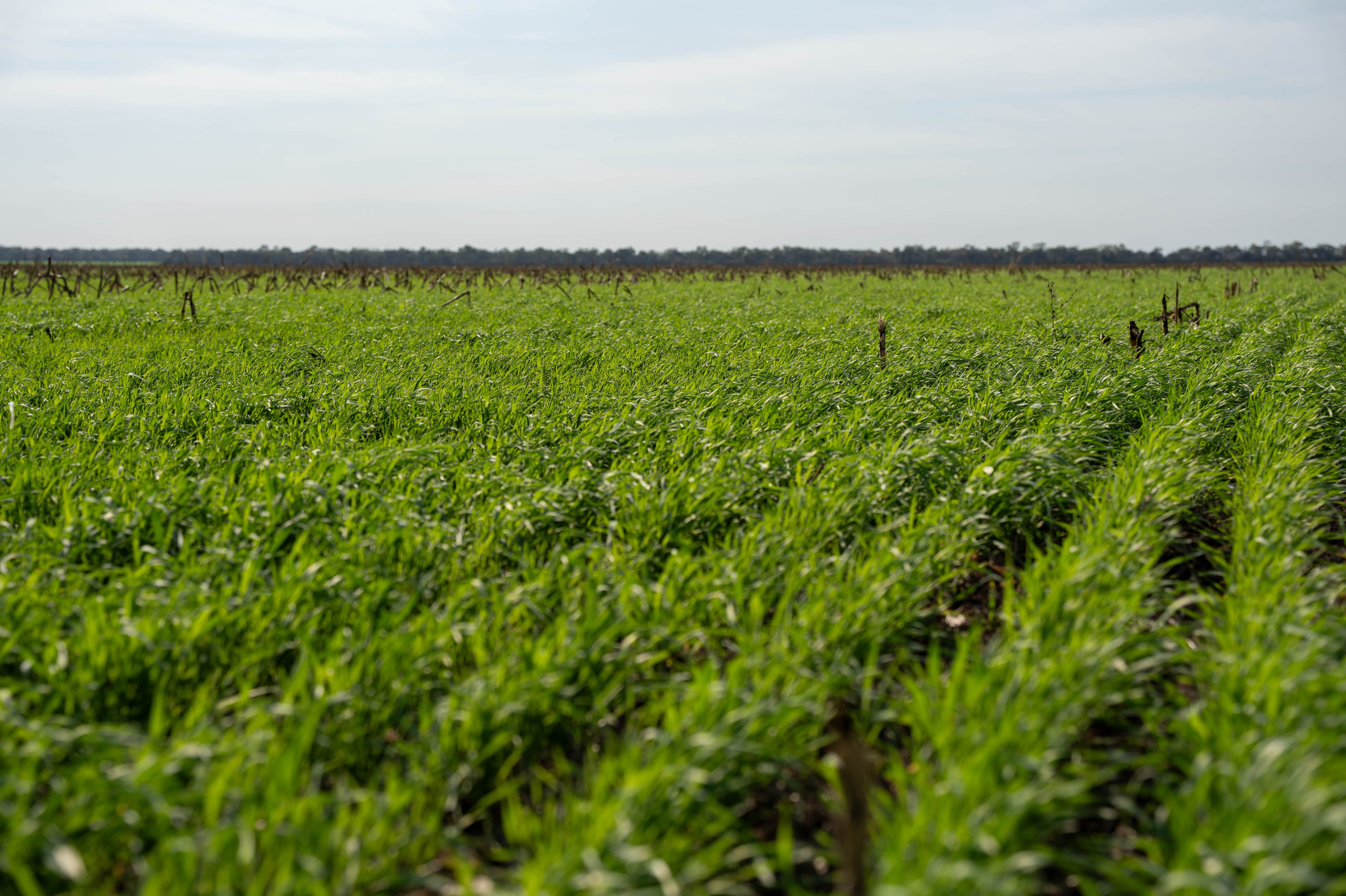Tiene 4194 hectáreas certificadas: un empresario hizo una jugada maestra con el agua, el lugar donde produce y los empleados 7 Hoy, la empresa cuenta con 4194 hectáreas certificadas entre soja y maíz