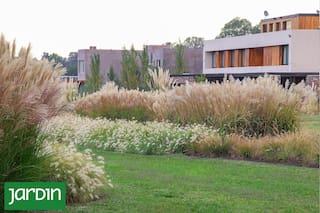 Las plantas que no pasan de moda, dan un toque silvestre y las podés tener hasta en macetas