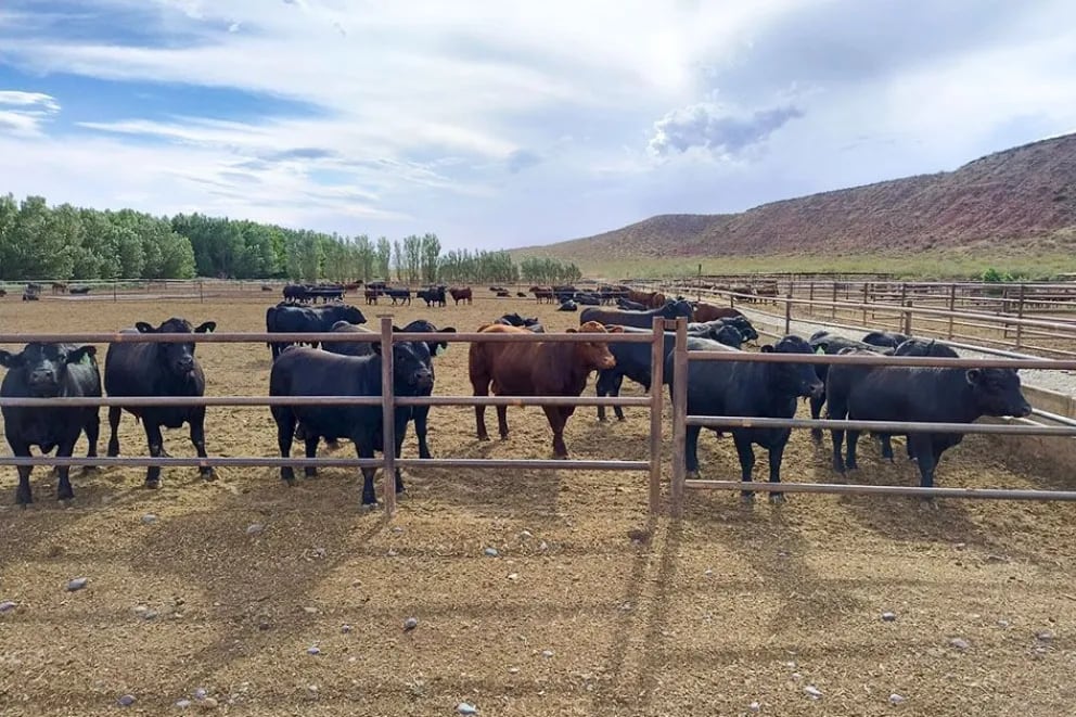 Actualmente, las principales actividades productivas en la zona son la ganadería extensiva, la agricultura intensiva y la producción energética