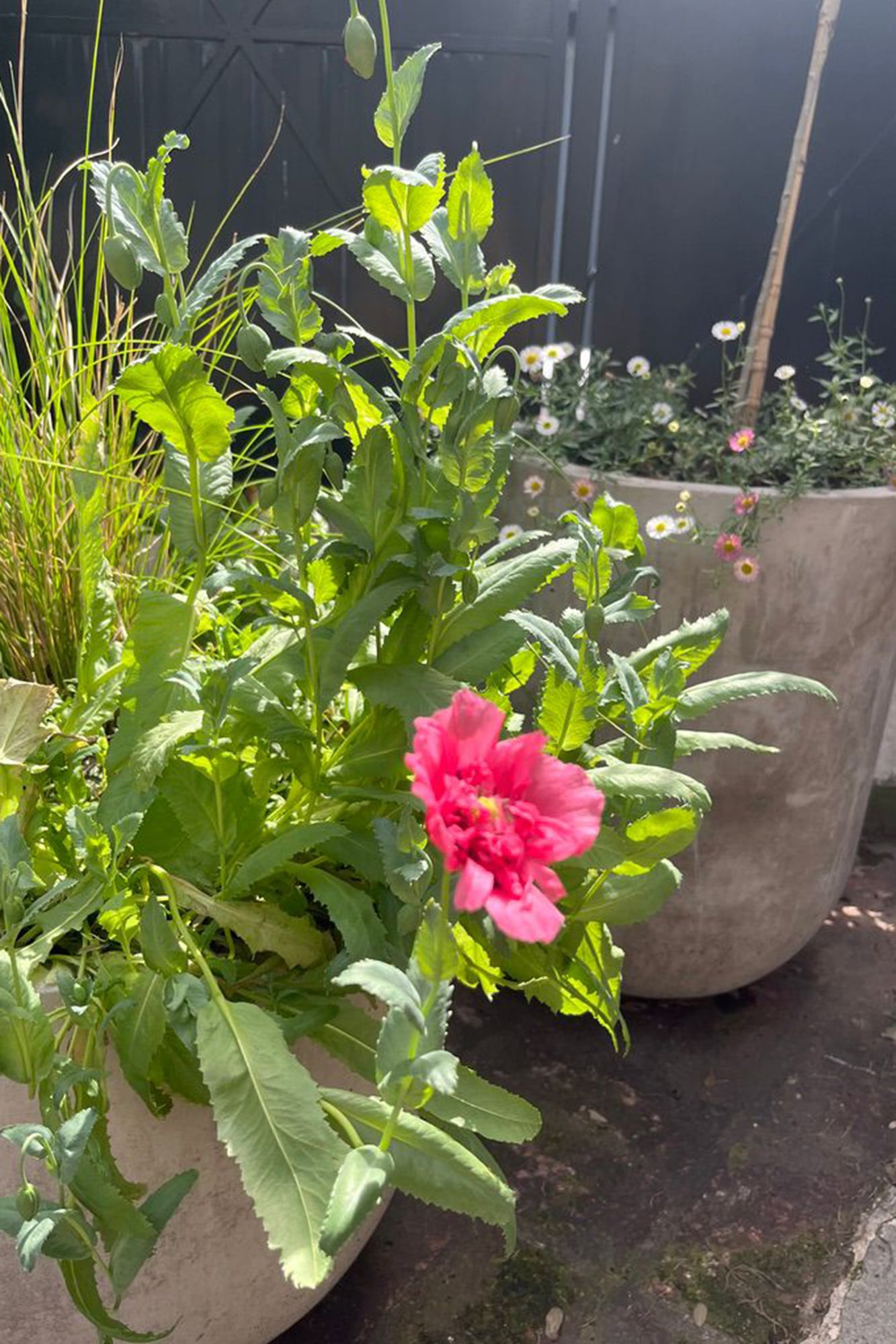 El proyecto es un gesto humano: creer que algo merece ser conservado incluso si nunca llegamos a verlo florecer