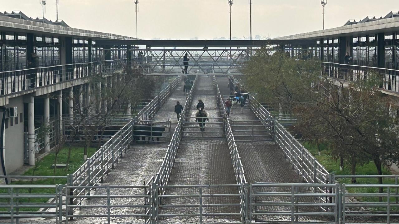 Vacunos: comenzó la semana con subas en el Mercado Agroganadero de Cañuelas El detalle de venta fue 535 novillos; 975 novillitos; 818 vaquillonas; 1251 vacas; 163 conservas, y 111 toros