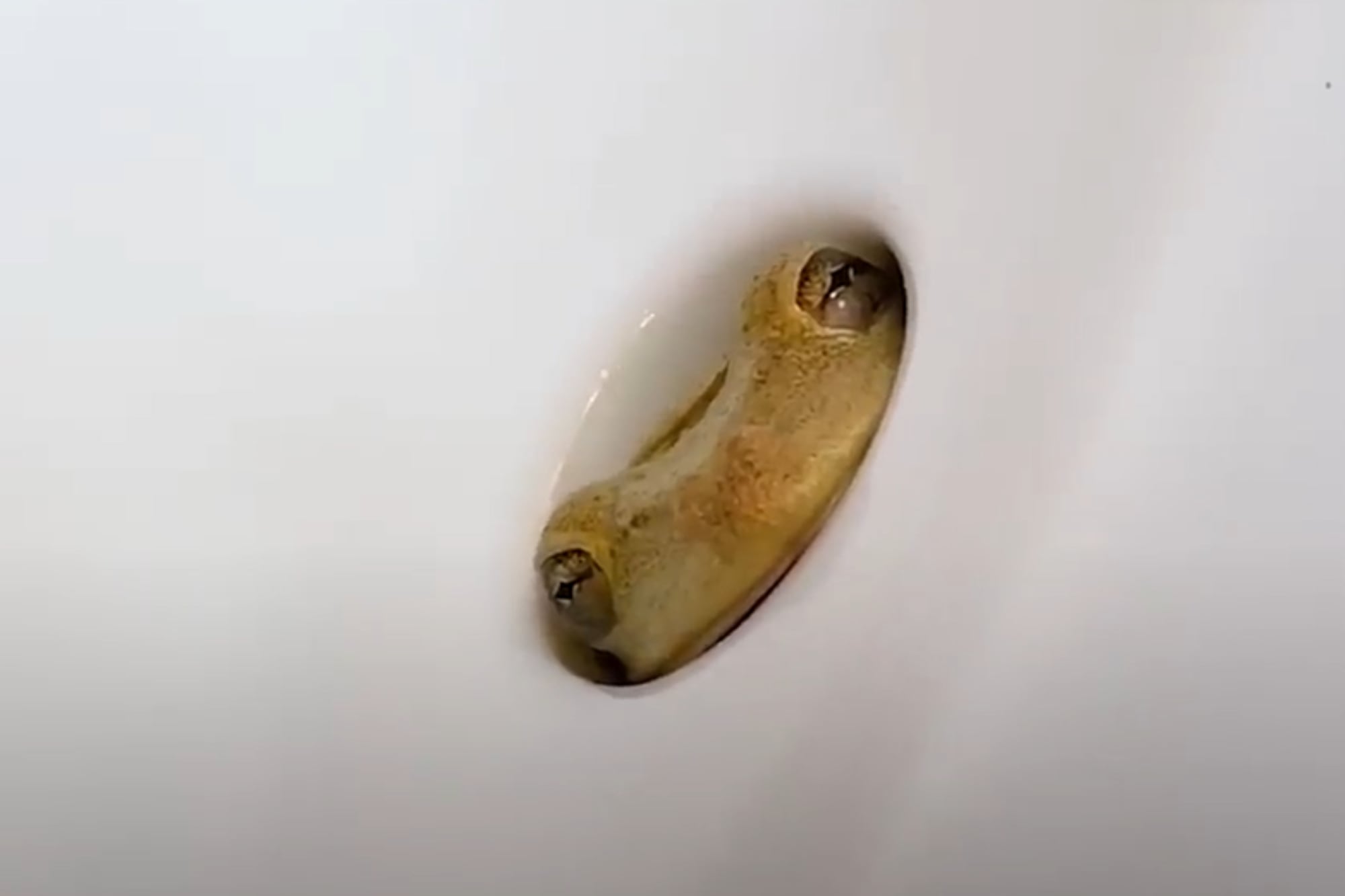 Vieron unos ojos en la bacha del baño y lo que encontraron adentro los dejó sin palabras