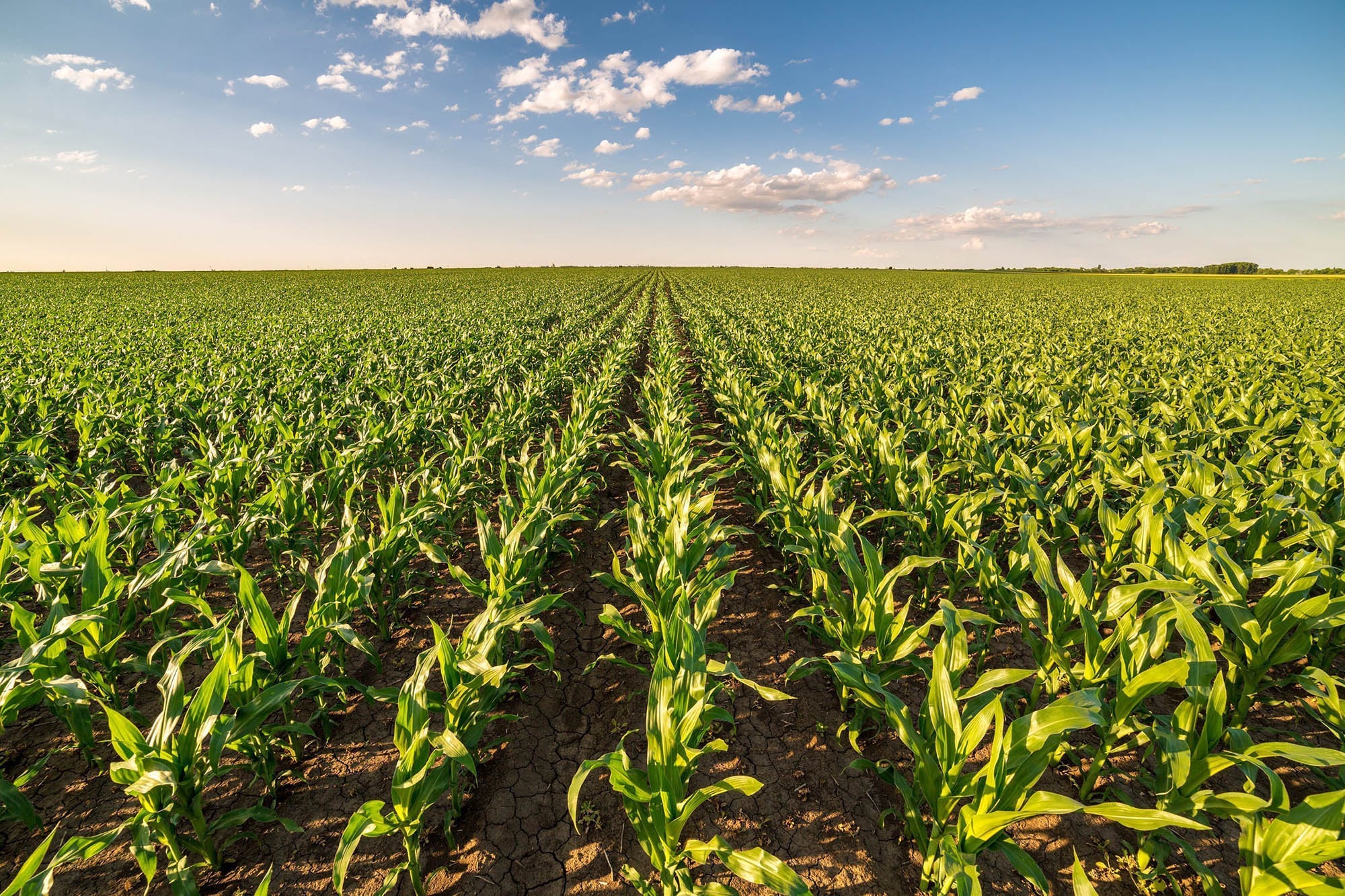 Los primeros resultados del Pro Farmer Crop Tour mostraron rindes de maíz inferiores a los del año pasado y a las proyecciones oficiales