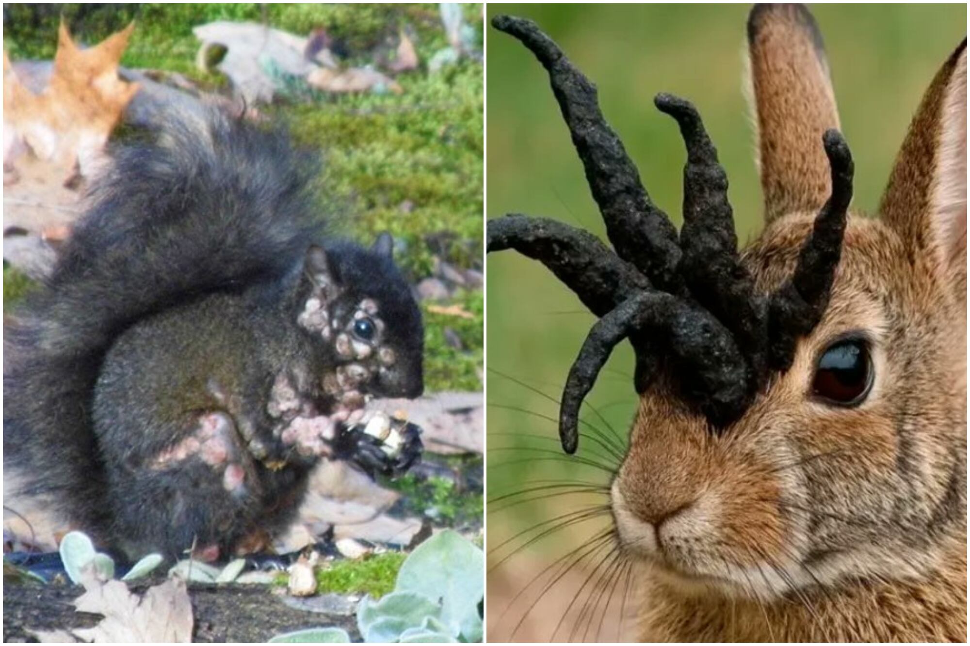 El virus, que también afecta a ardillas, suele aparecer en verano en Colorado, Dakota del Sur, Minnesota, Kansas, Iowa y Texas