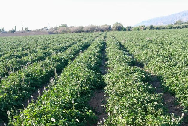 “La Argentina tiene un tomate de muy buena calidad, con excelentes propiedades nutracéuticasy podemos exportar. El grupo Arcor, por ejemplo, exporta a Inglaterra y Japón”, dijo San Martín