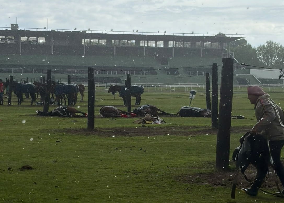 Las yeguas que murieron en el Hipódromo de San Isidro