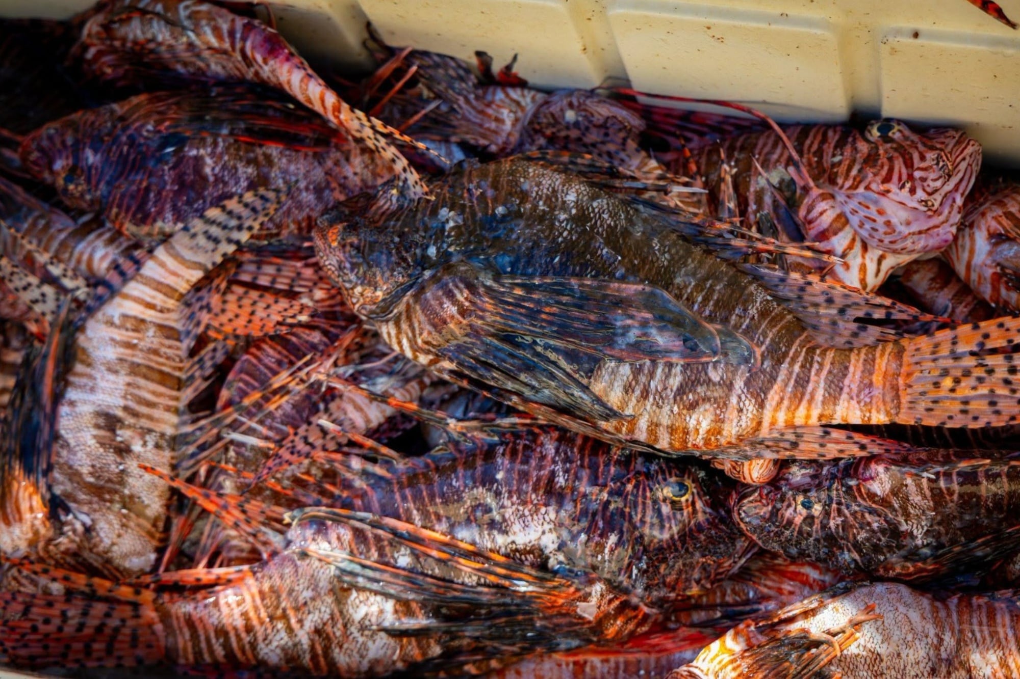 El pez león es una especie invasora que amenaza la biodiversidad marina de Florida, ya que se alimenta de peces nativos y compite por recursos con depredadores como los meros y los pargos